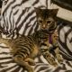 Bengal Cats for sale in Spring Hill, TN 37174, USA. price: NA