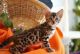 Bengal Cats for sale in Phoenix, AZ, USA. price: $350