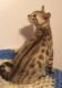 Bengal Cats for sale in California St, San Francisco, CA, USA. price: NA