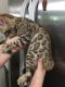 Bengal Cats for sale in Harrisburg Ave, Lancaster, PA, USA. price: $500