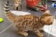 Bengal Cats for sale in Norwich, CT 06360, USA. price: $400