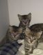 Bengal Cats for sale in Somerville, OH 45064, USA. price: NA