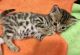 Bengal Cats for sale in Texas Rose Way, North York, ON M2N 5Z2, Canada. price: NA