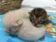 Bengal Cats for sale in Jackson, MS, USA. price: NA