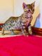Bengal Cats for sale in California St, San Francisco, CA, USA. price: NA