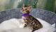 Bengal Cats for sale in Jersey City, NJ, USA. price: NA
