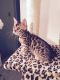 Bengal Cats for sale in Richton Park, IL, USA. price: NA