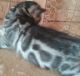 Bengal Cats for sale in Milaca, MN 56353, USA. price: NA