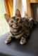 Bengal Cats for sale in North Reading, MA 01864, USA. price: NA