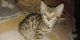 Bengal Cats for sale in Gadsden, AL, USA. price: NA