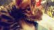 Bengal Cats for sale in Roselle, IL, USA. price: NA