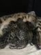 Bengal Cats for sale in Reinholds, PA, USA. price: $1,000