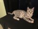 Bengal Cats for sale in Tavares, FL 32778, USA. price: NA