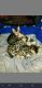 Bengal Cats for sale in Ashby, MA 01431, USA. price: $1,100