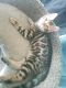 Bengal Cats for sale in Ashby, MA 01431, USA. price: $1,000