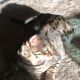 Bengal Cats for sale in Puyallup, WA, USA. price: NA