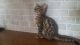 Bengal Cats for sale in Caledonia, MI 49316, USA. price: NA