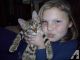Bengal Cats for sale in Quartz Hill, CA 93536, USA. price: NA