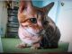 Bengal Cats for sale in Bethlehem, PA, USA. price: NA