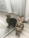 Bengal Cats for sale in Philadelphia, PA, USA. price: NA