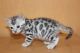Bengal Cats for sale in London Rd, Duluth, MN, USA. price: NA