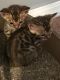 Bengal Cats for sale in Red Lion, PA, USA. price: $850