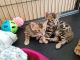 Bengal Cats for sale in Indianapolis, IN, USA. price: NA