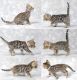 Bengal Cats for sale in Bend, OR, USA. price: NA