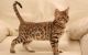 Bengal Cats for sale in Garden Grove, CA, USA. price: NA