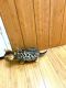 Bengal Cats for sale in Vineland, NJ, USA. price: NA