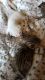 Bengal Cats for sale in Upper Peninsula of Michigan, MI, USA. price: NA