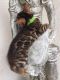 Bengal Cats for sale in Carlsbad, CA, USA. price: NA