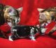 Bengal Cats for sale in Waukegan, IL, USA. price: NA
