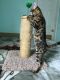 Bengal Cats for sale in Cullman Rd, Alabama 35016, USA. price: $500