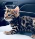 Bengal Cats for sale in DeBary, FL 32713, USA. price: NA
