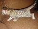 Bengal Cats for sale in Gadsden, AL, USA. price: $800
