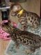 Bengal Cats for sale in Birmingham, AL, USA. price: $300