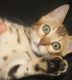 Bengal Cats for sale in Valparaiso, IN 46385, USA. price: $850