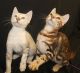 Bengal Cats for sale in Valparaiso, IN 46385, USA. price: $475