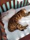 Bengal Cats for sale in Westminster, MD, USA. price: NA