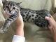 Bengal Cats for sale in Vandalia, OH, USA. price: $700
