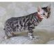 Bengal Cats for sale in Westchester, IL, USA. price: NA
