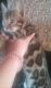 Bengal Cats for sale in Milaca, MN 56353, USA. price: NA
