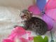 Bengal Cats for sale in Davenport, FL, USA. price: NA