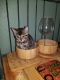Bengal Cats for sale in Houston, TX, USA. price: $1,200