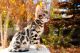 Bengal Cats for sale in Spokane, WA, USA. price: NA