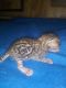 Bengal Cats for sale in 350 FL-40, Pierson, FL 32180, USA. price: NA