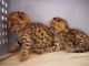 Bengal Cats for sale in Ontario St, Vancouver, BC, Canada. price: $1,600