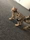 Bengal Cats for sale in Fort Myers, FL, USA. price: $500