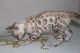 Bengal Cats for sale in Calhoun, GA, USA. price: NA
